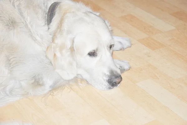 Cão triste jaz no chão — Fotografia de Stock