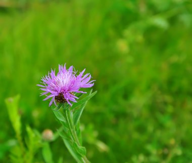 Yeşil arka plana sahip alanındaki mor Peygamber Çiçeği