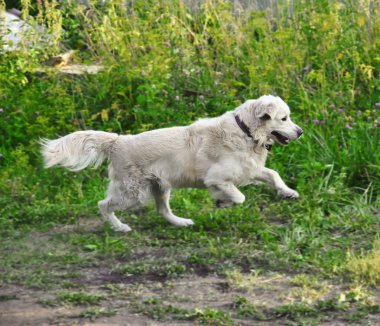 Golden retriever çalışır
