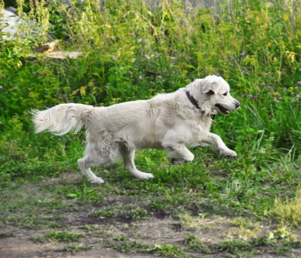 Golden retriever çalışır