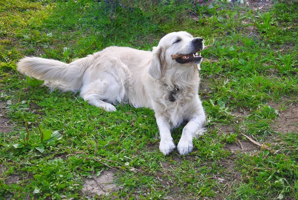 Golden retriver chewing stick — Stock Photo, Image