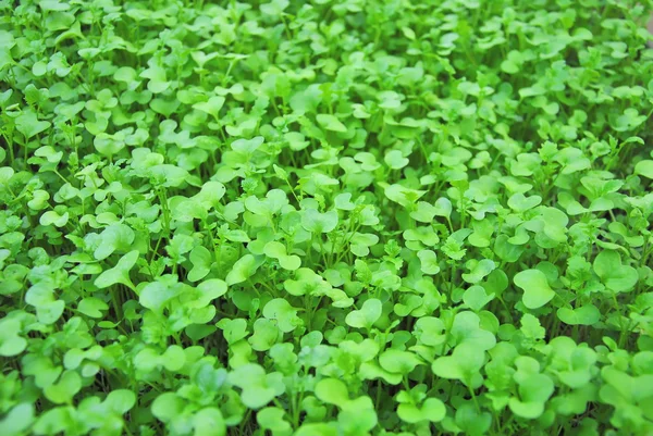 Brotes jóvenes verdes en el jardín — Foto de Stock