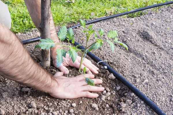 Primer plano del agricultor plantando tomates en el jardín en primavera — Foto de Stock