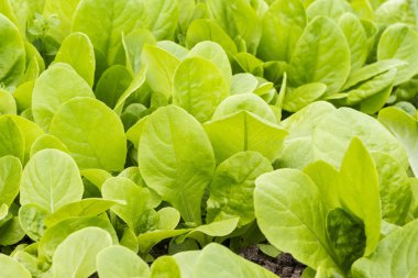 Bahar salatası Parella marul bahçede kapat