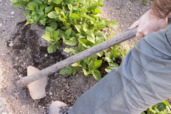 Bonden som vänder marken bredvid potatisen — Stockfoto