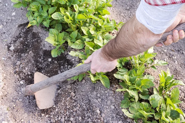 Bonden som vänder marken bredvid potatisen — Stockfoto