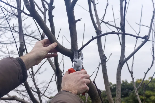 Jardinero Hace Poda Invierno Con Grandes Tijeras — Foto de Stock