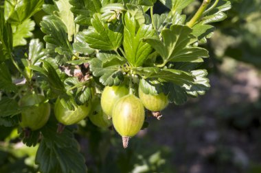 bektaşi üzümü bitki meyve Close-Up
