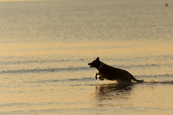 Cane corre nel mare all'alba (dog running on the sea at dawn) — Stock Photo, Image