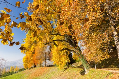 Ağaçları ve güzel renkler yaprakları ile sonbahar sahne