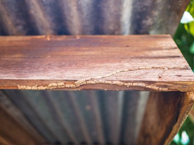 Çürümüş ahşap çatı kirişi, binanın ahşap yapısı termitler tarafından tahrip ediliyor..