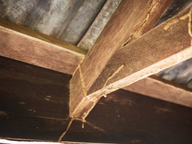 Çürümüş ahşap çatı kirişi, binanın ahşap yapısı termitler tarafından tahrip ediliyor..