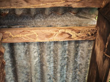 Çürümüş ahşap çatı kirişi, binanın ahşap yapısı termitler tarafından tahrip ediliyor..