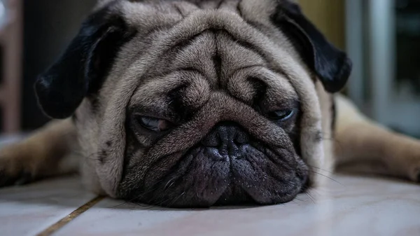Detailní Záběr Pug Dog Pug Pes Dívá Kamery Klidným Výrazem — Stock fotografie