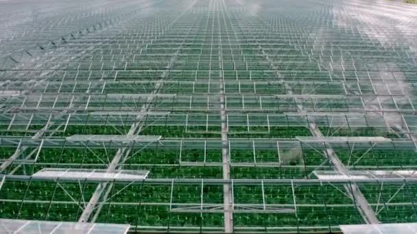 Volando sobre un gran invernadero con verduras. Grandes invernaderos industriales. — Vídeos de Stock