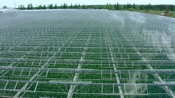 Flying over a large greenhouse with vegetables. Large industrial greenhouses. — Stock Video