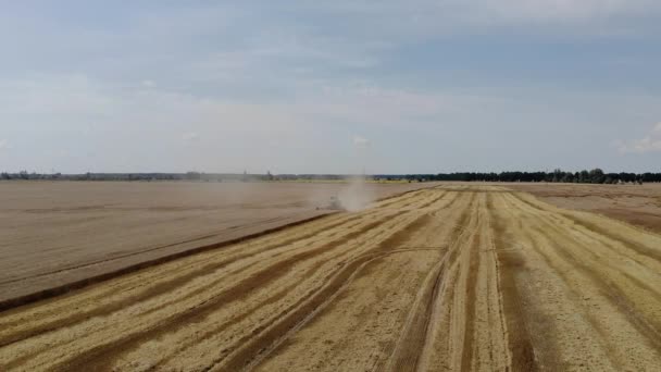 Vista aérea de cosechadora cosechadora siega cultivos a la luz del sol. 4k — Vídeos de Stock