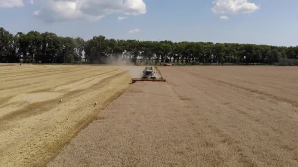 收割机的最高视图收集小麦.食品工业概念. — 图库视频影像