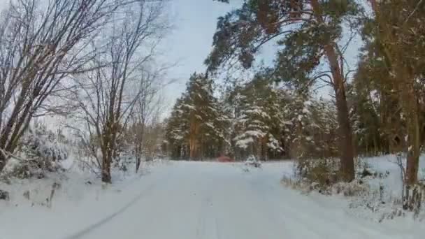 Rijden in de Winter Pine Forest. — Stockvideo