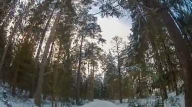 Kış çam ormanı içinde sürüş