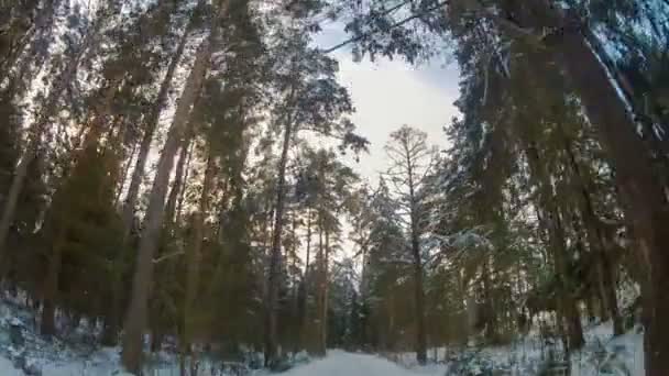 Вождение в зимнем сосновом лесу — стоковое видео