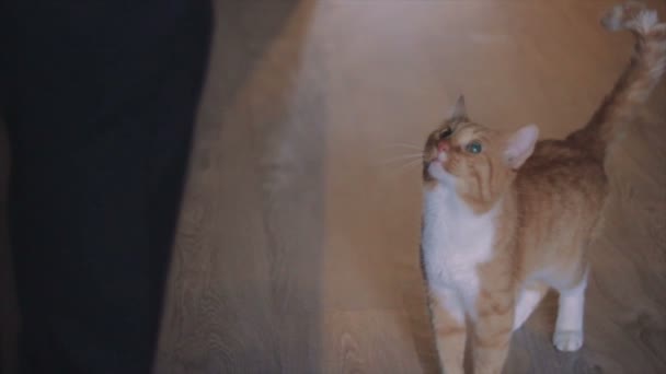 Friedliche orange rote Katze schaut einen Mann an — Stockvideo