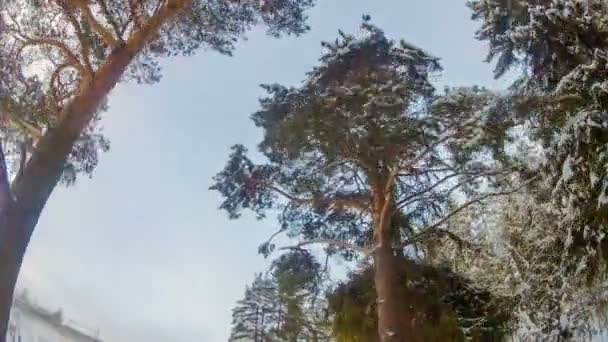 Conducir en el camino de invierno entre pinos — Vídeo de stock