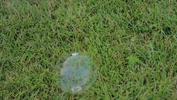 Soap Bubble on Green Lawn — Stock Video