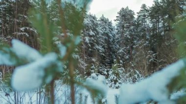 Bulutlu bir günde kışın iğne yapraklı orman