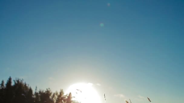 Blades of frozen grass, playing in the wind, in a cold morning — Stock Video