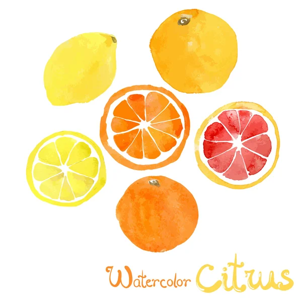 Watercolor  isolated citrus — Stock Vector