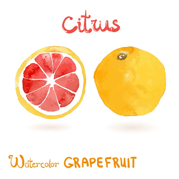 Акварельный грейпфрут . — стоковый вектор