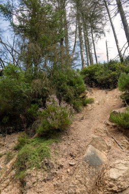 Ein kleiner Ausschnitt Harz Landschaft mit rtlich, sandigem Boden Stein, Heidekraut nowie lech lebend und schen Fichten Harz arazisinin kırmızı, kumlu toprak taşı, kenevir ve hala canlı ve ölü kenevir ağaçları