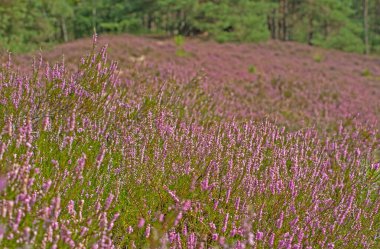 Sadece arka planda bulunan fundalık bitkisinin asıl nedeni olarak çam ormanı hala görülebilecek.. 