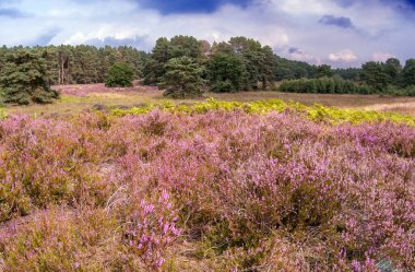 Gifhorn fundalığında fundalıklar açar.