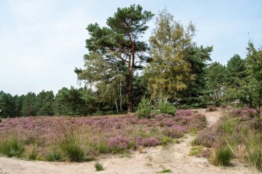 Tipik fundalıklar, kumlu toprak fundaları ve otlar ve bir huş ağacı da görülebilir. Manzara biraz yokuş yukarı
