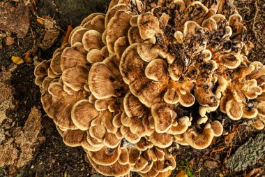 Close-up view of a Hen of the Woods mushroom (Grifola frondosa) showing its layered, fan-shaped texture. The image highlights the unique structure and natural patterns of this autumn forest fungus growing at the base of trees.