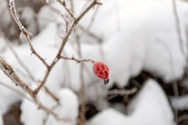 Yumuşak, karla kaplı arka plan, indirgenmiş ve atmosferik, manzara formatında fotoğraflanmış, ince buzullarla kaplı tek bir kırmızı gül kalçası sakince öne çıkar..