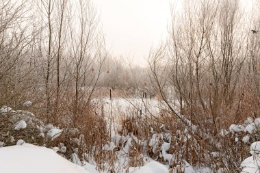 Buz kaplı kamış başları karlı bir kıyı şeridinden yükselir ve sakin bir kış manzarasında kaybolurken, bir kentsel referans sislerin arasında hafifçe parıldar, manzara biçiminde fotoğraflanır.