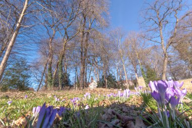 Şehrin kıyısındaki güneşli bir çayırda kuru yapraklar ve taze otlar arasında narin kır çiçekleri açar. Çıplak ağaçlar sahnenin üstünde, açık mavi bir bahar gökyüzüne karşı yükseliyor..