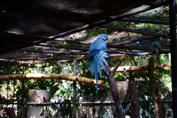 Ένα Παραδοσιακό Bleu Parakeet Του Μαυρίκιου — Φωτογραφία Αρχείου