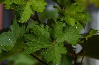 Yağmurdan sonra yeşil üzüm yaprağı