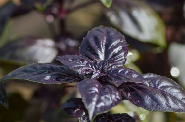 Mor fesleğen yaprakları sabah