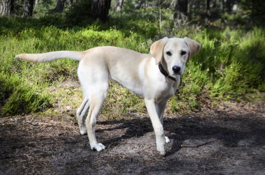 Bir yolda genç labrador