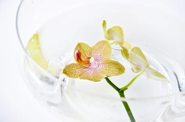 Lázně orchidejí ve vodě — Stock fotografie