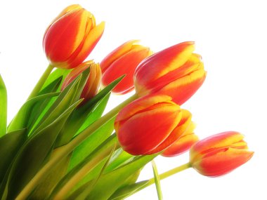 Beyaz arka planda laleler.