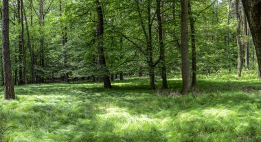 Yeşil orman manzarası