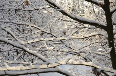 büyüleyici karlı kış manzara