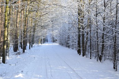 büyüleyici karlı kış manzara