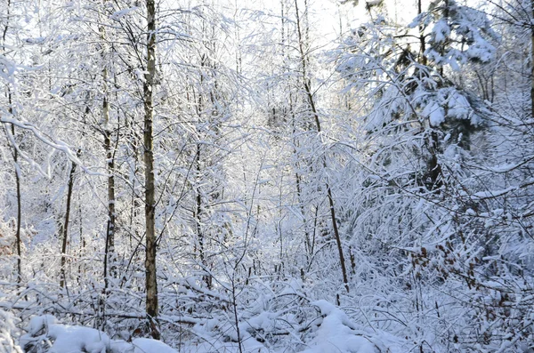 Encantador paisaje de invierno nevado —  Fotos de Stock